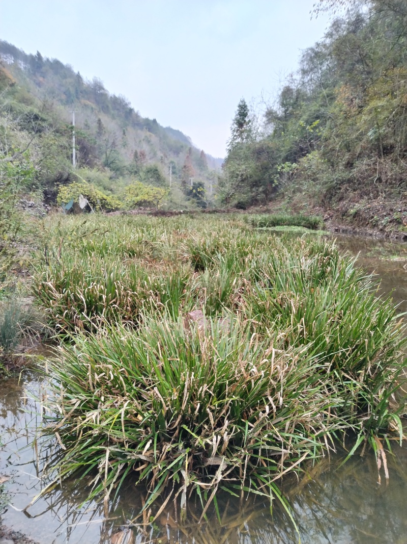 湘西野生石菖蒲种苗