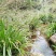 湘西野生石菖蒲种苗