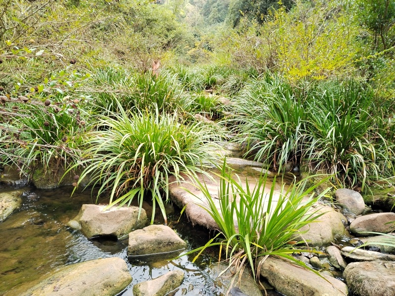湘西野生石菖蒲种苗