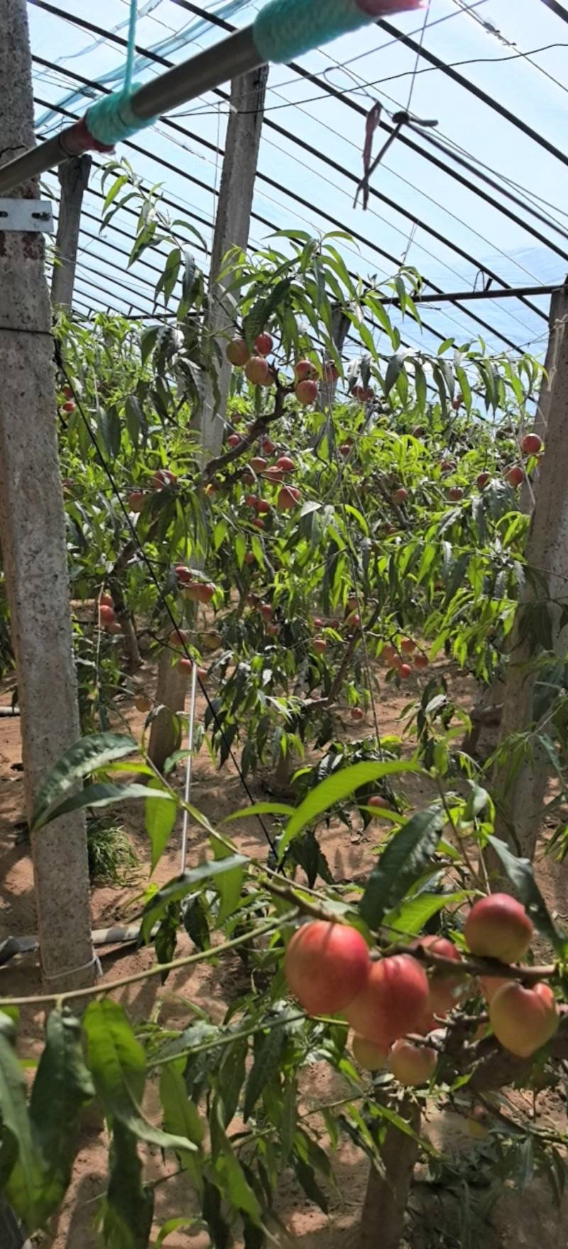 瓦房店李官油桃