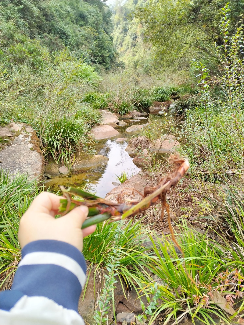 湘西野生石菖蒲种苗联系我电话和微***********