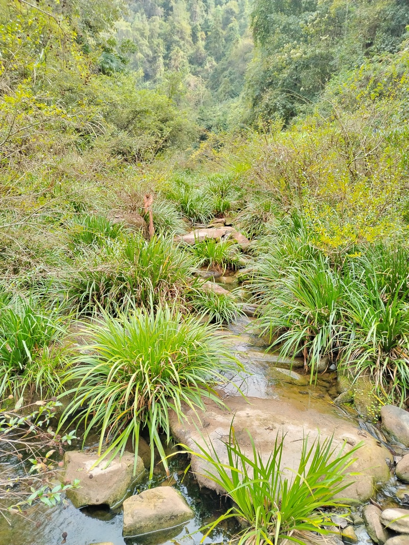 湘西野生石菖蒲种苗联系我电话和微***********