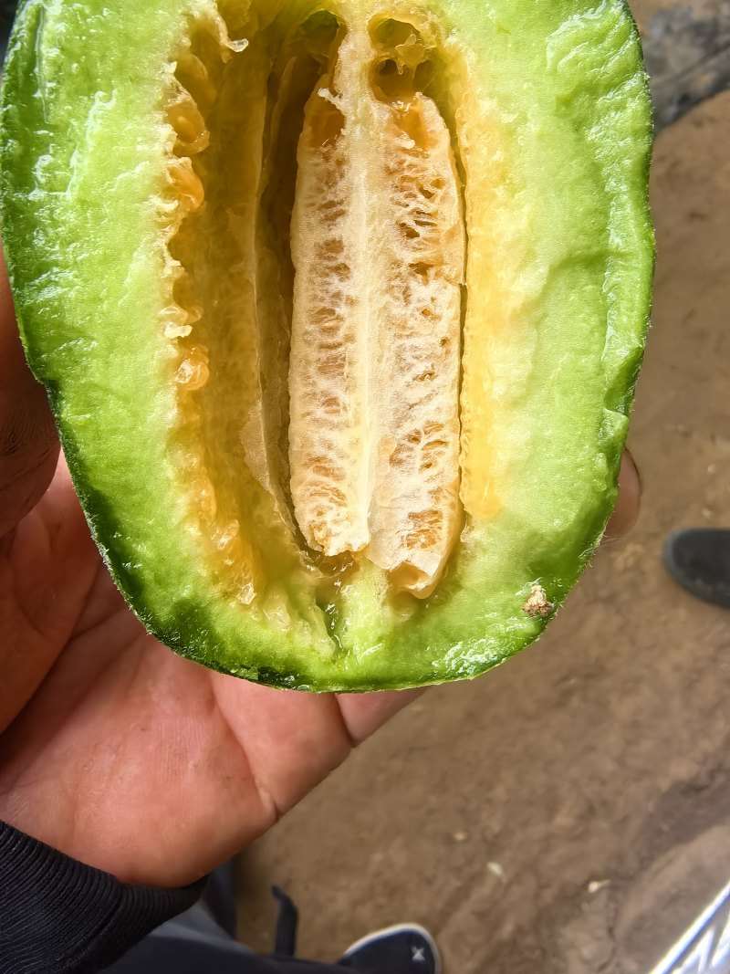 博洋9