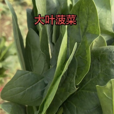 大叶菠菜