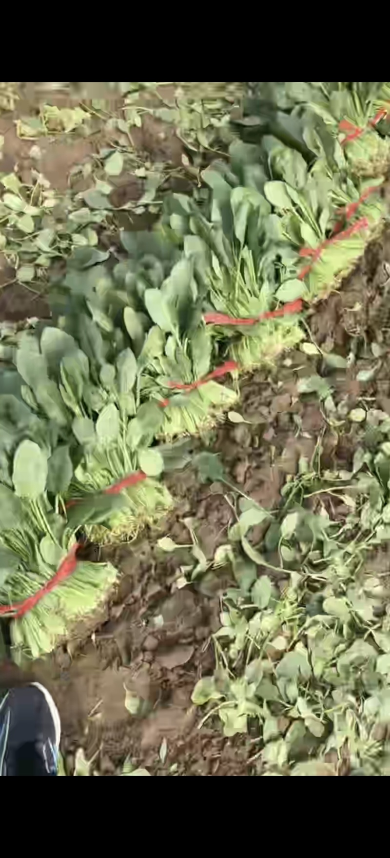 大叶菠菜