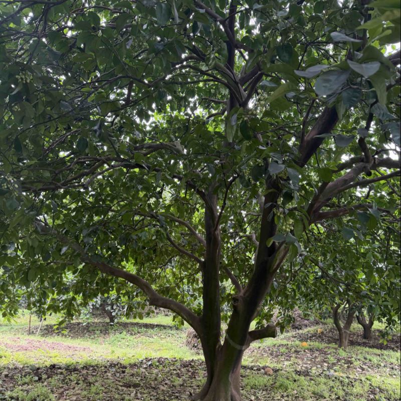 香缘