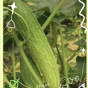 自家基地直产黄瓜！货源充足，价格实惠，品质保证！