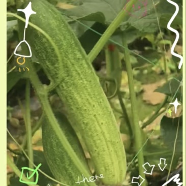 自家基地直产黄瓜，品质保证，货源充足，价格优惠