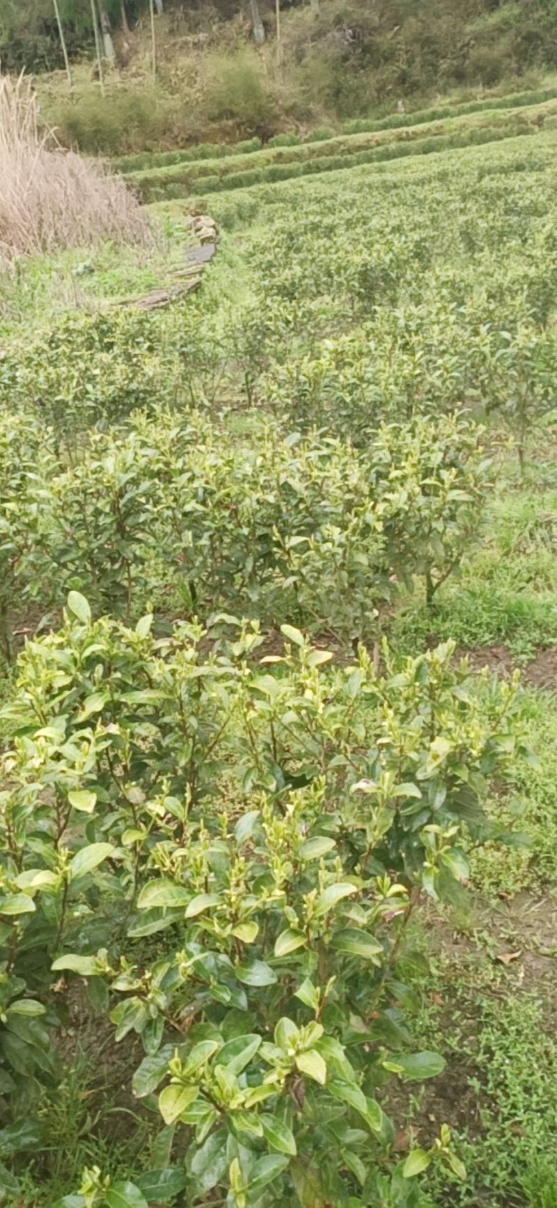 高山金牡丹茶叶质量保证量大从优欢迎咨询