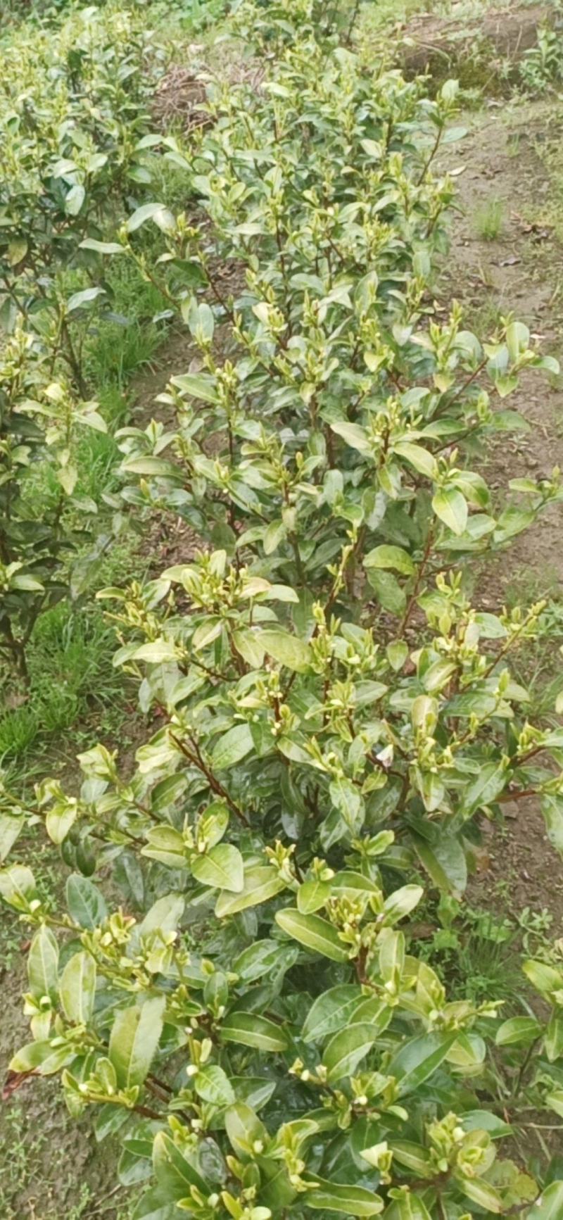 高山金牡丹茶叶质量保证量大从优欢迎咨询