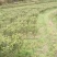 高山金牡丹茶叶质量保证量大从优欢迎咨询