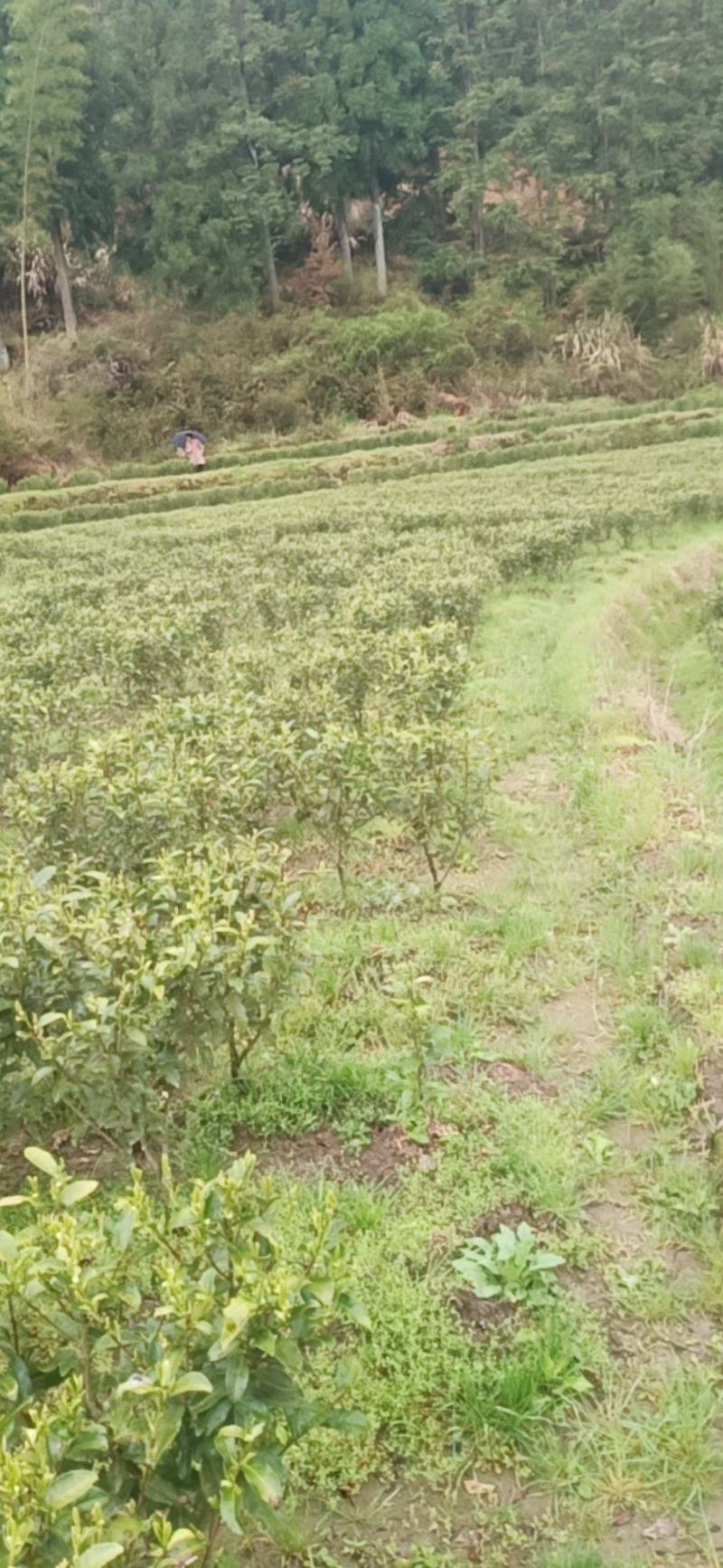 高山金牡丹茶叶质量保证量大从优欢迎咨询