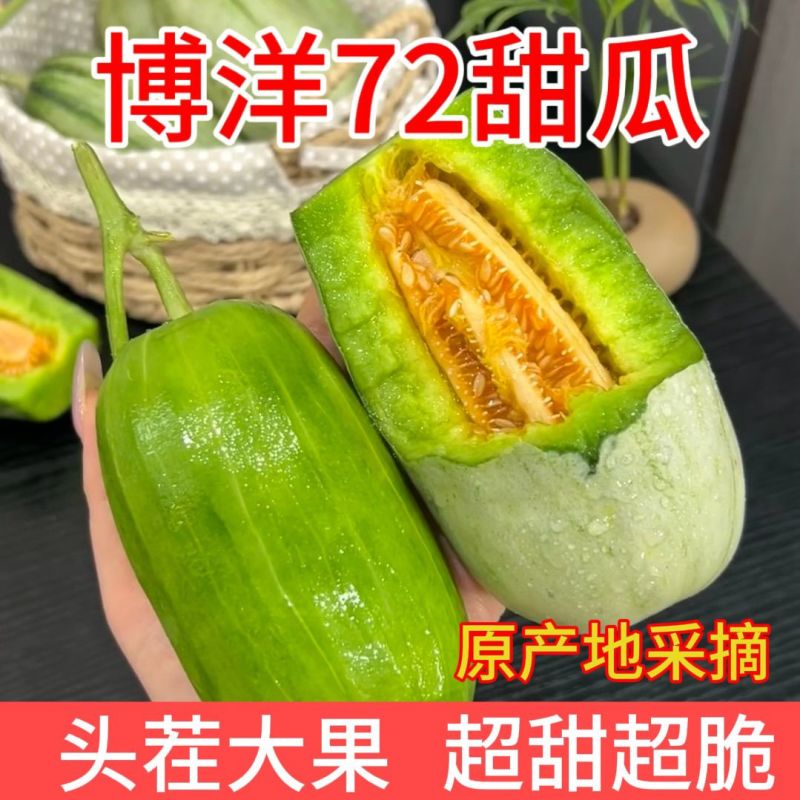 山东寿光新鲜博洋72甜瓜自然成熟一件代发产地直批货源足