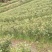 高山金牡丹茶叶质量保证量大从优欢迎咨询