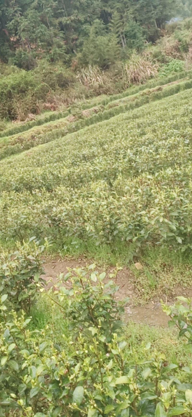 高山金牡丹茶叶质量保证量大从优欢迎咨询