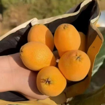早钟6号枇杷攀枝花枇杷，地头直发，电联价格可谈，货发全国