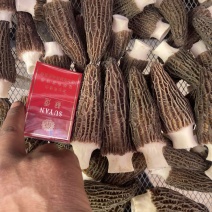 精品干货羊肚菌