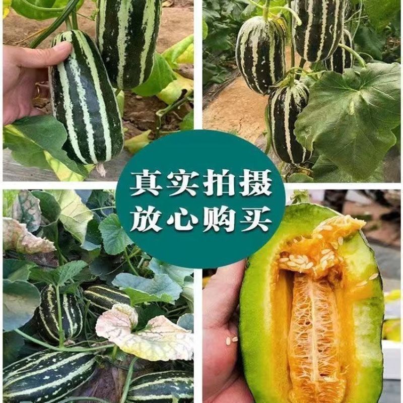 山东寿光博洋9自然熟现摘清甜一件代发鲜果货源批发