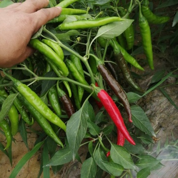 鲜辣椒，山东德州一手货源，现场发货，物有所值