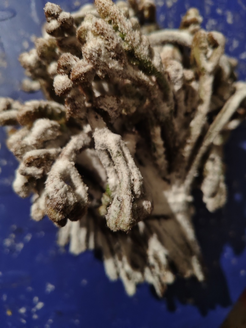 蕨菜花