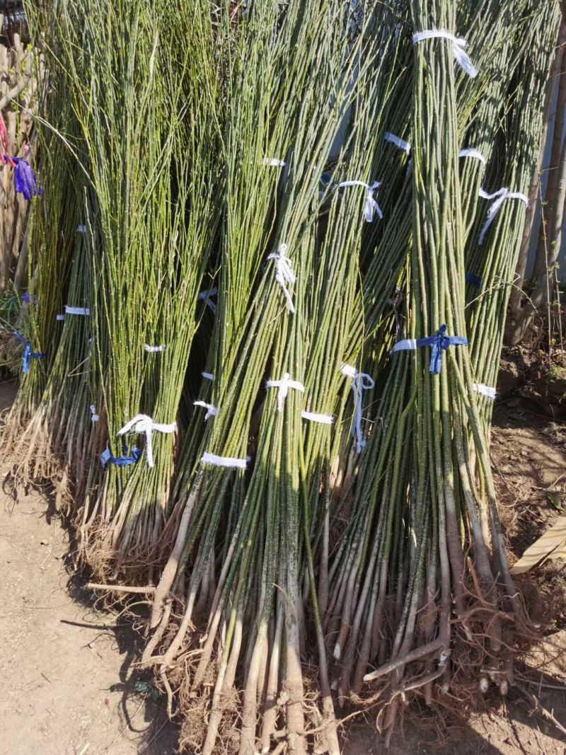 国槐，国槐，国槐槐树苗双季槐刺槐工程绿化苗木南北方