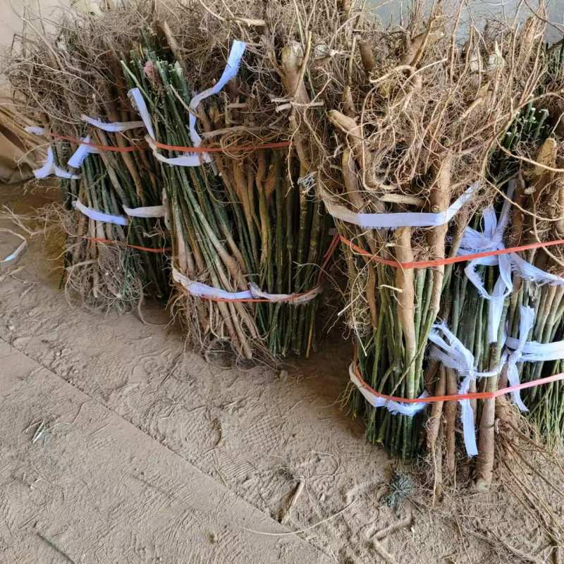 国槐，国槐，国槐槐树苗双季槐刺槐工程绿化苗木南北方