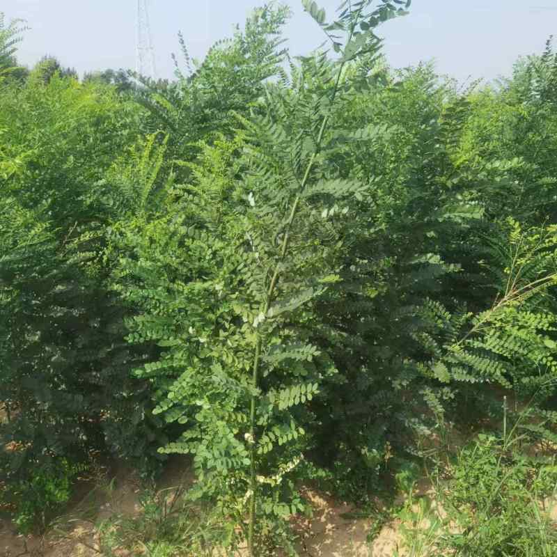 国槐，国槐，国槐槐树苗双季槐刺槐工程绿化苗木南北方