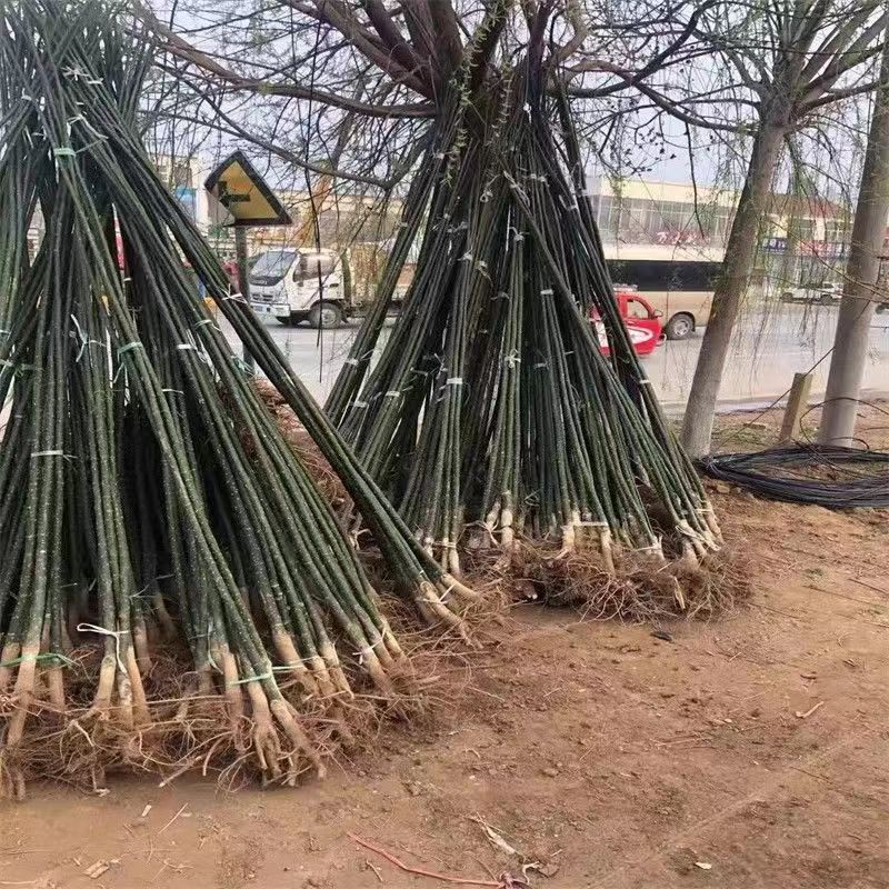 国槐，国槐，国槐槐树苗双季槐刺槐工程绿化苗木南北方