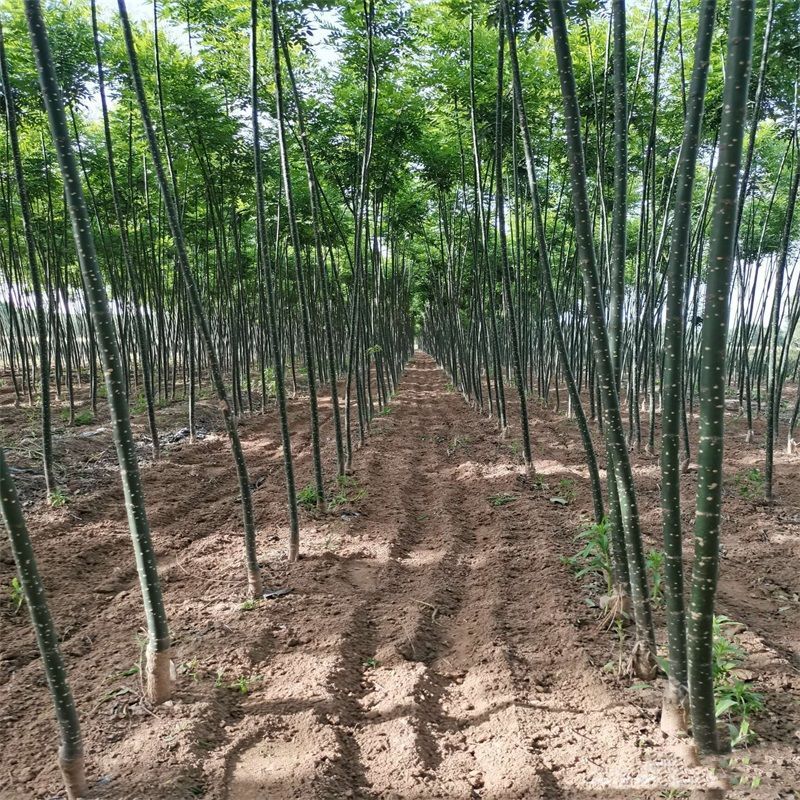 国槐，国槐，国槐槐树苗双季槐刺槐工程绿化苗木南北方