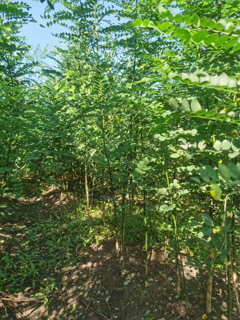 国槐，国槐，国槐槐树苗双季槐刺槐工程绿化苗木南北方