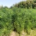 国槐，国槐，国槐槐树苗双季槐刺槐工程绿化苗木南北方