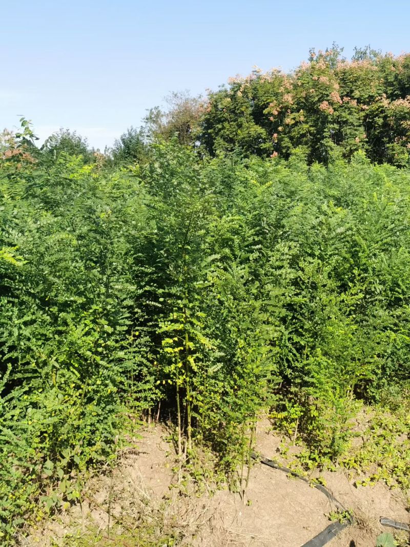 国槐，国槐，国槐槐树苗双季槐刺槐工程绿化苗木南北方
