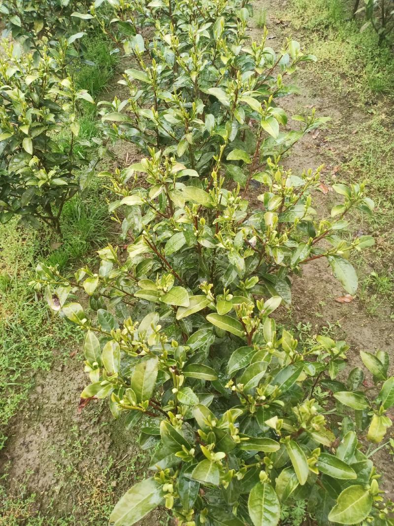 高山金牡丹茶叶