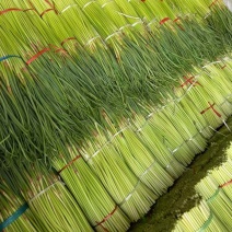 精中牟红帽蒜苔大量上市市场电商一手货源价格便宜