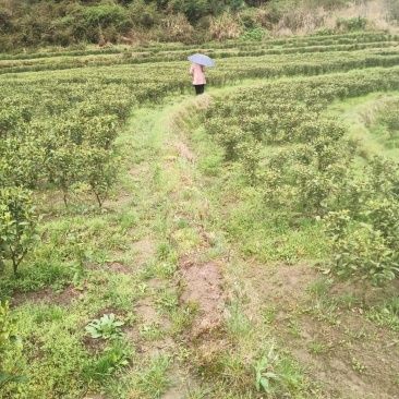 高山金牡丹茶叶