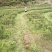 高山金牡丹茶叶