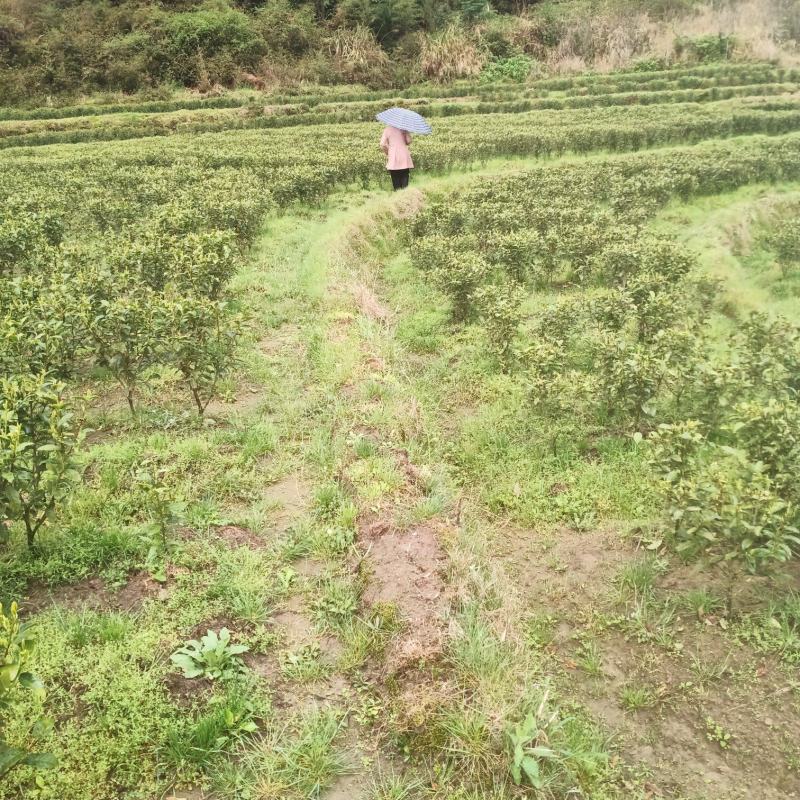 高山金牡丹茶叶