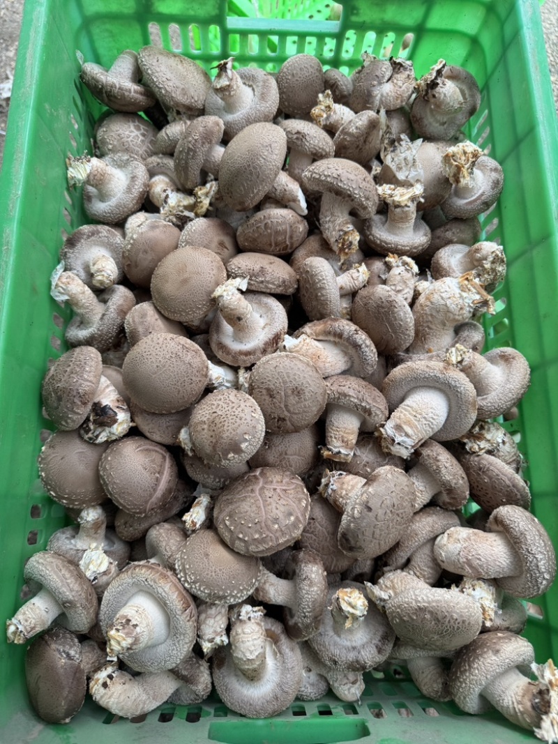 精选鲜香菇河北基地直供质量保证货源充足对接商超市场