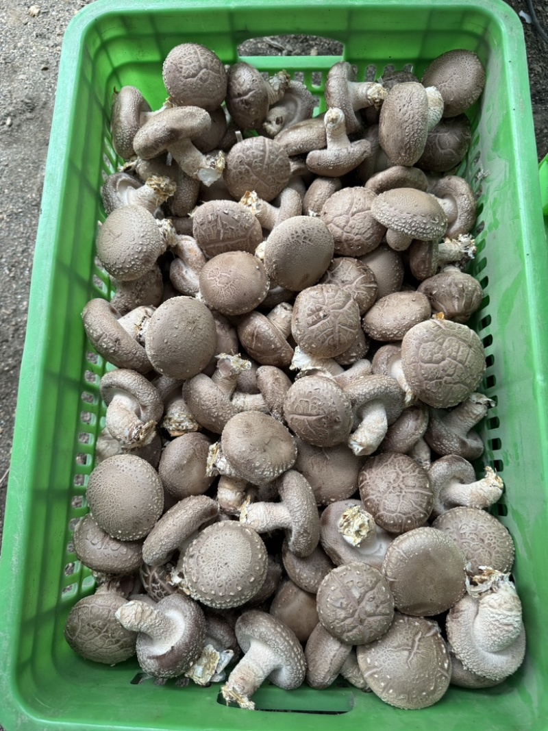 精选鲜香菇河北基地直供质量保证货源充足对接商超市场