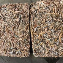 饲料鱼
