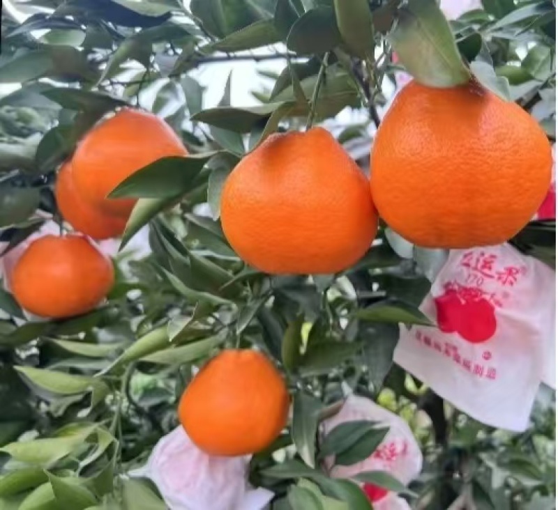 春见耙耙柑