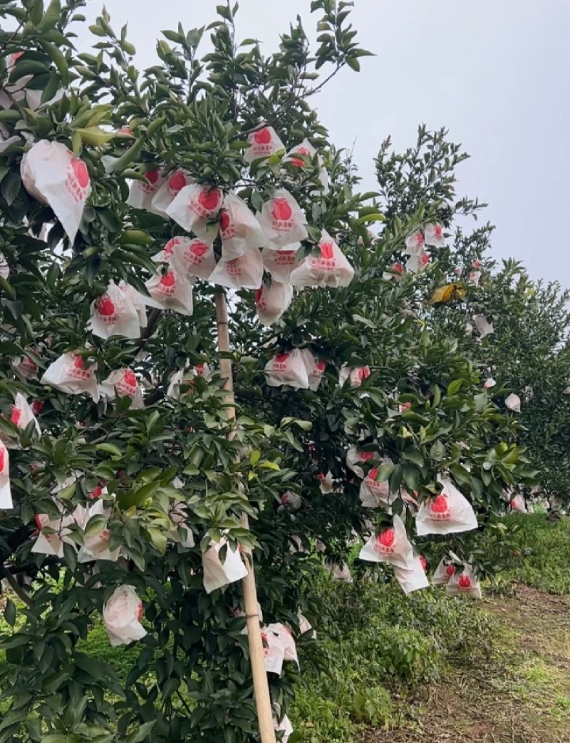 春见耙耙柑
