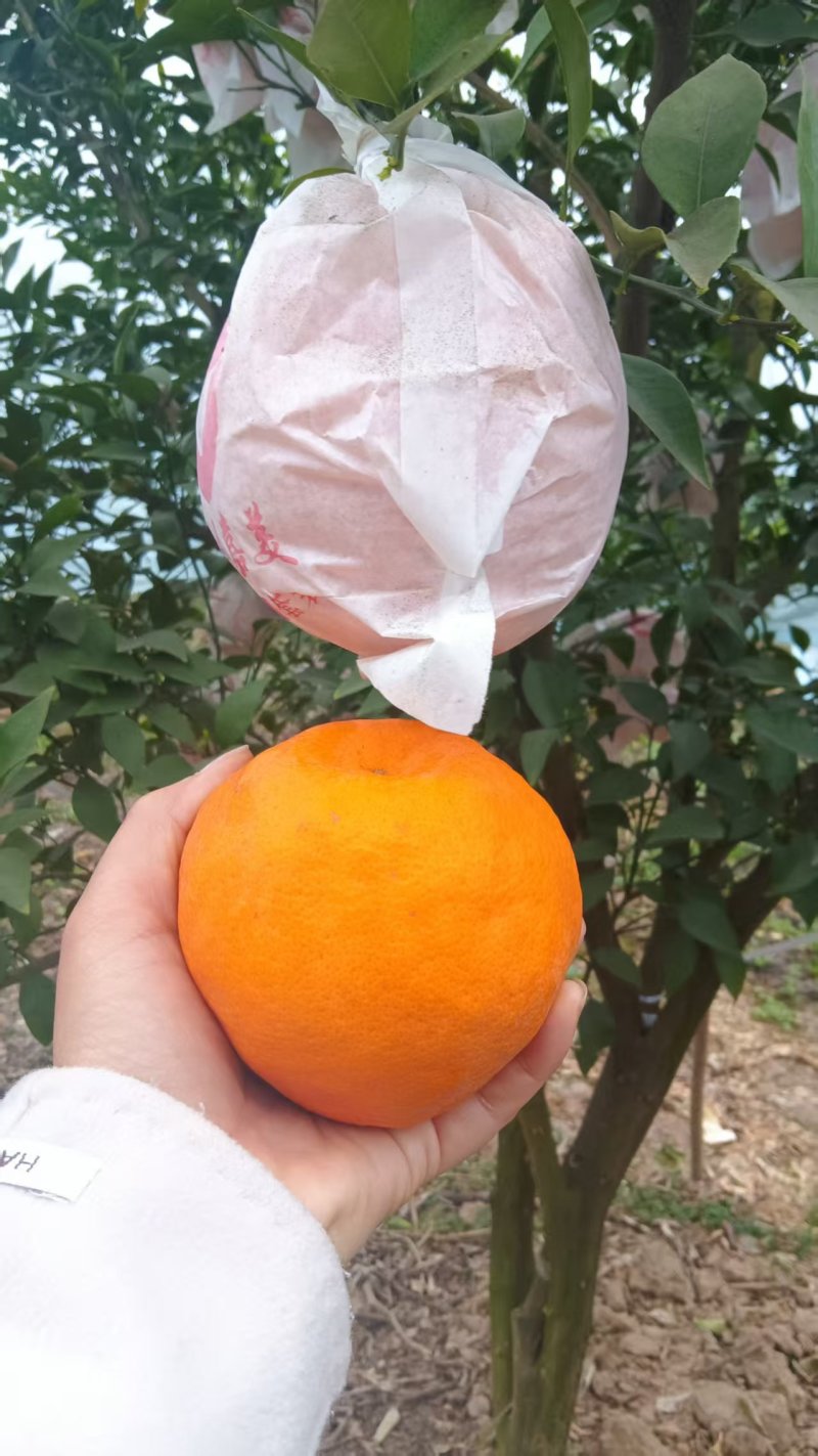 春见耙耙柑