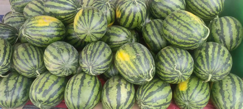 陕西甜王现货大量有货一手货源产地直品质保证
