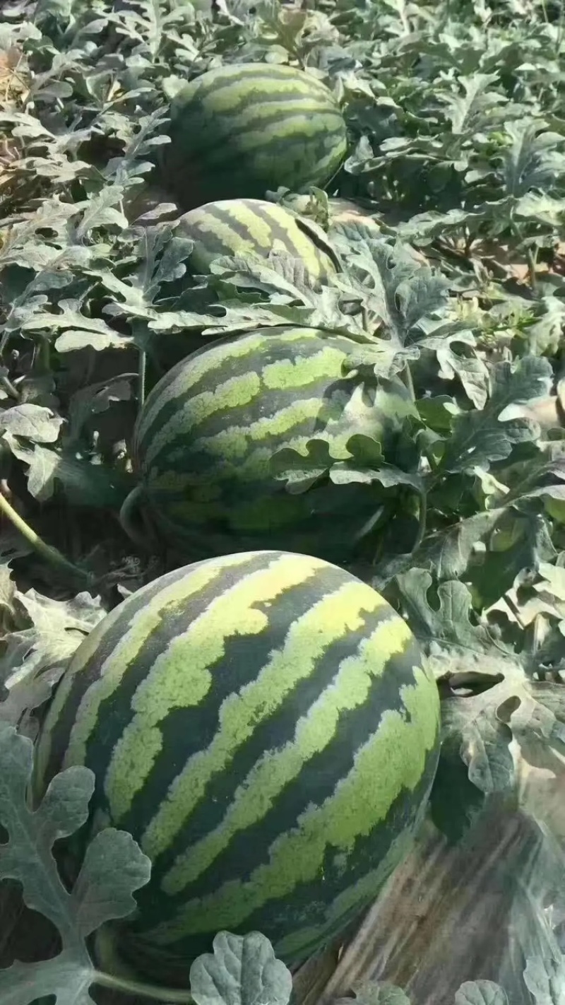 陕西甜王现货大量有货一手货源产地直品质保证