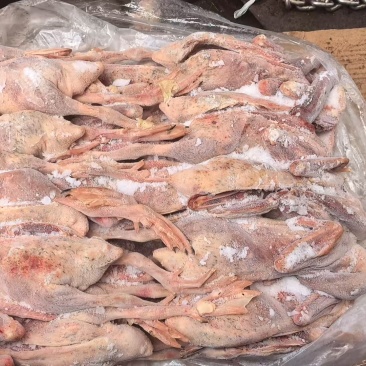 二级麻鸭