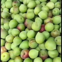 漳州精品青梅产地直发一手货源保质保量代发全国