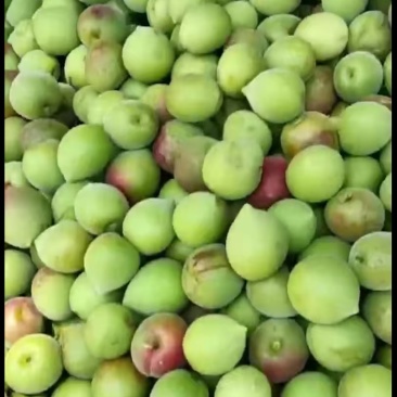 漳州精品青梅产地直发一手货源保质保量代发全国