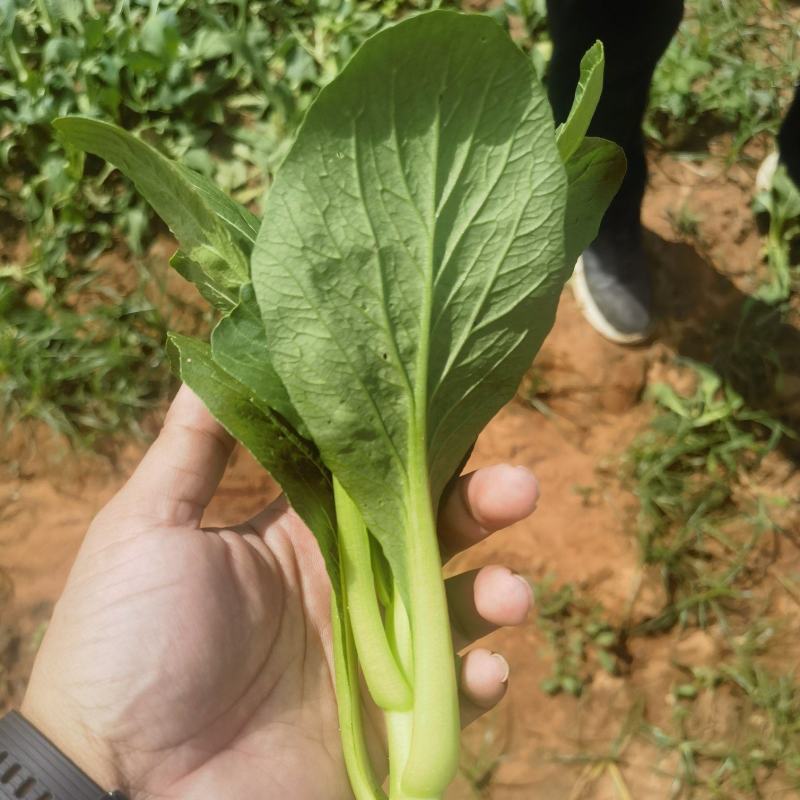 湛江大型广东菜心基地，广东菜心、甜菜心、圆叶菜心、柳叶菜