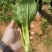 湛江大型广东菜心基地，广东菜心、甜菜心、圆叶菜心、柳叶菜